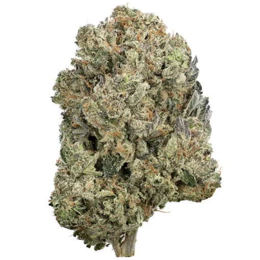 Gator-Breath-Strain Gator Breath Strain - Image 1